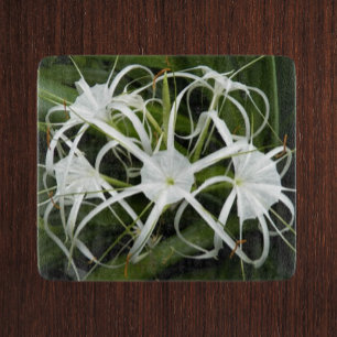 White Spider Lilies Blommigt