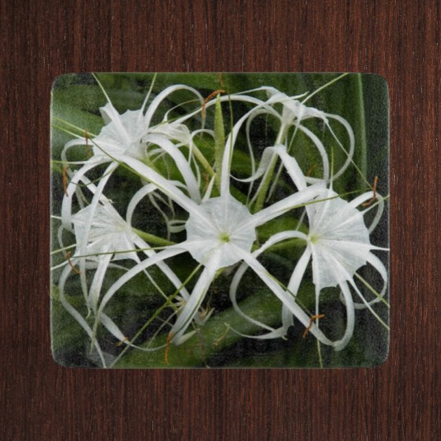 White Spider Lilies Blommigt (In Situ)