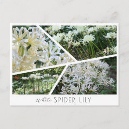 White Spider Lily Vykort