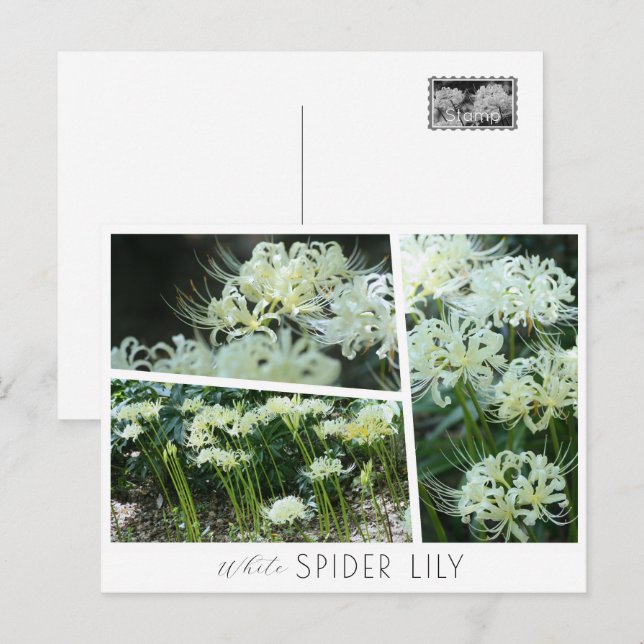 White Spider Lily Vykort (Fram/baksida)
