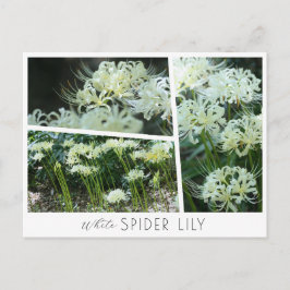 White Spider Lily Vykort