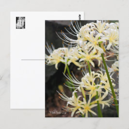 White Spider Lily Vykort