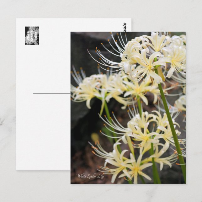 White Spider Lily Vykort (Fram/baksida)