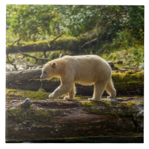White Spirit Bear Hunts Kakelplatta