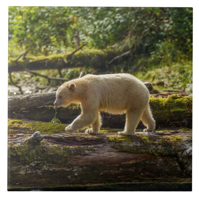 White Spirit Bear Hunts Kakelplatta (Framsidan)