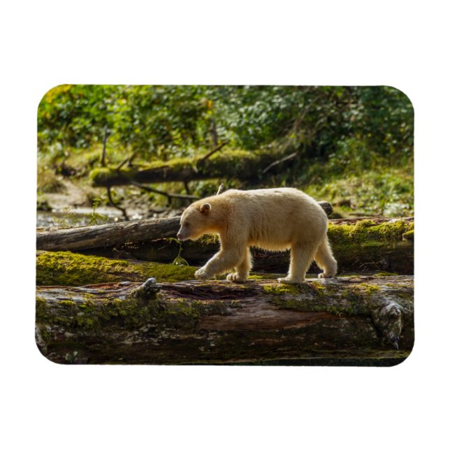 White Spirit Bear Hunts Magnet (Horisontell)