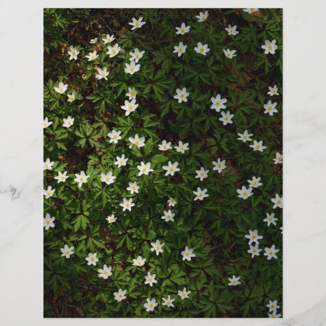 White spring flowers in woodland Scrapbook Paper (Framsida)