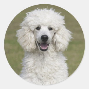 White Standard Pudel Puppy Hund Runt Klistermärke