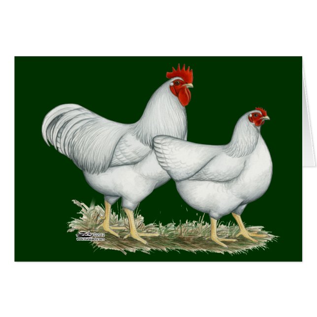 White Sten Chickens OBS Kort (Framsidan Horizontal)