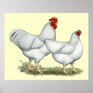 White Sten Chickens Poster