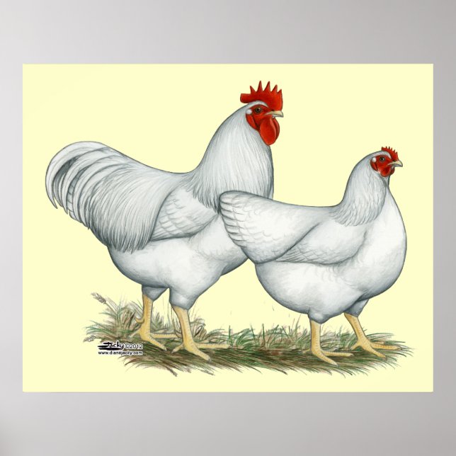 White Sten Chickens Poster (Framsidan)
