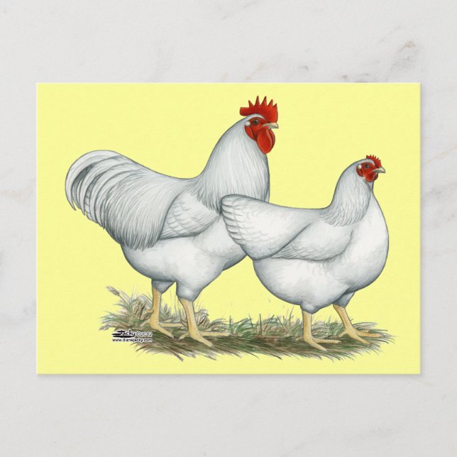 White Sten Chickens Vykort (Framsida)