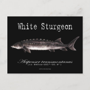White Stör-Svart-Postkort Vykort