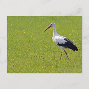 White Stork på en Meadow Vykort