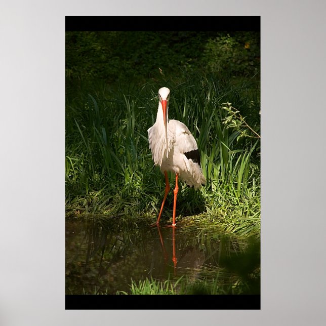 White Stork Poster (Framsidan)
