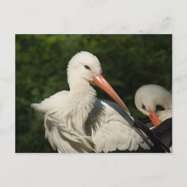 White Stork Vykort (Framsida)