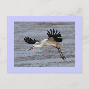 White Stork Vykort