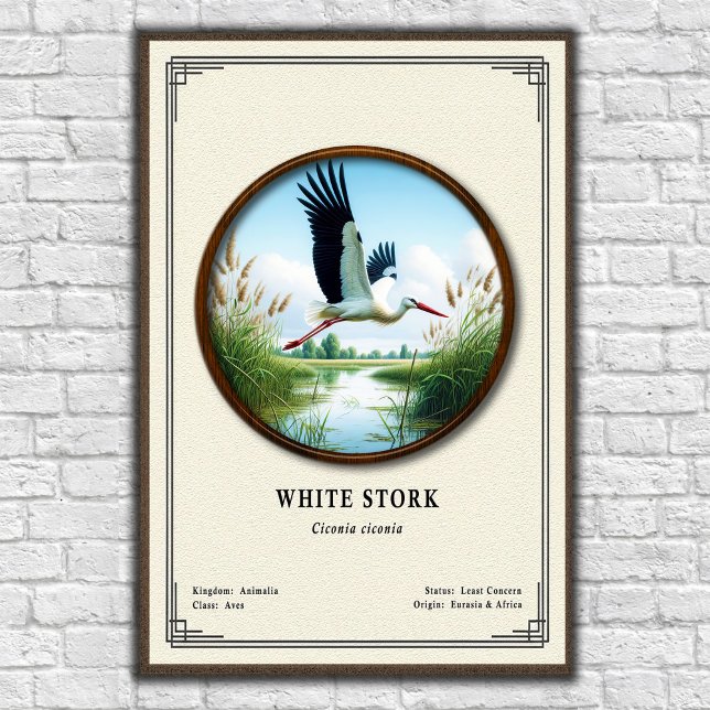 White Stork Zoologi Serie Poster (Skapare uppladdad)