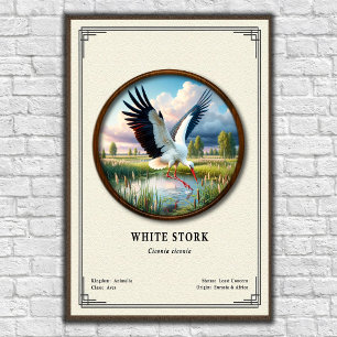 White Stork Zoologi Serie Poster