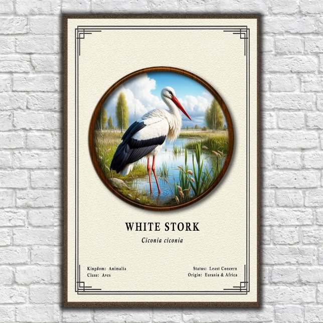 White Stork Zoology Series Poster (Skapare uppladdad)