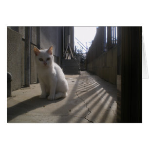 White Stray Kitten i Japan Hälsningskort