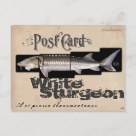White Sturgeon-Illusionenser Antique Vykort