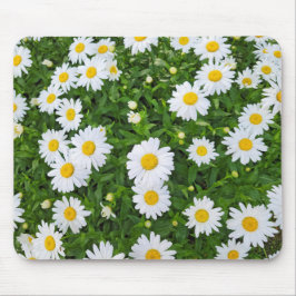 White Summer Daisy Garden Musmatta