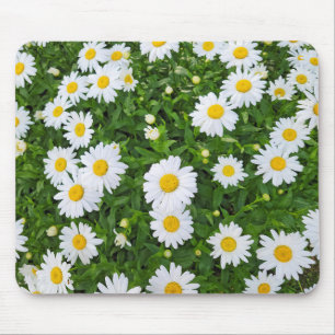 White Summer Daisy Garden Musmatta