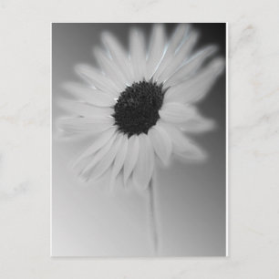 WHITE SUNFLOWER VYKORT