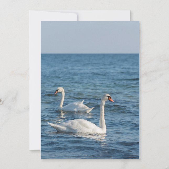White svan Cygnus Inbjudningar (Framsida)