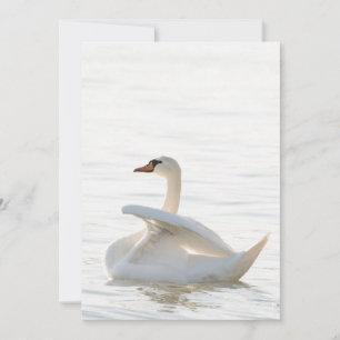 White svan Cygnus Inbjudningar