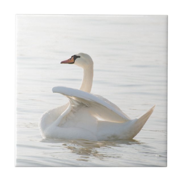 White svan Cygnus Kakelplatta (Framsidan)