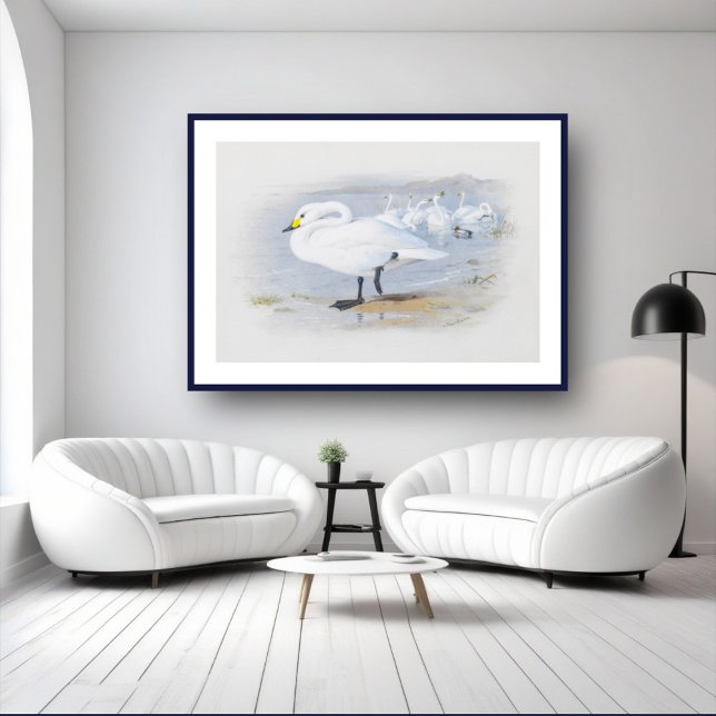 White svan, fågelillustration poster (Skapare uppladdad)
