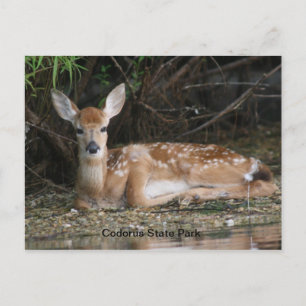 White Svan Fawn Vykort