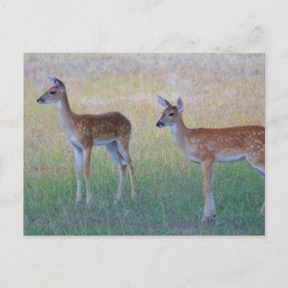 White Svan Fawn Vykort