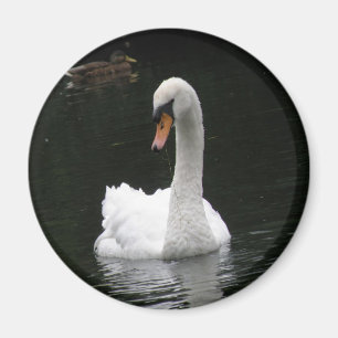 White Svan Magnet