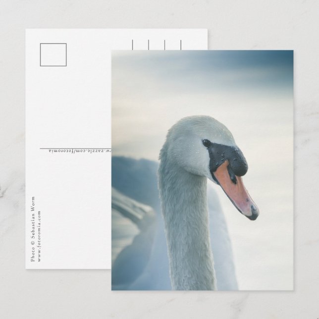 White Svan Nature Photo Vykort (Fram/baksida)