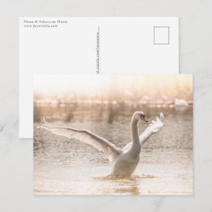 White Svan på Sjö naturfoto Vykort