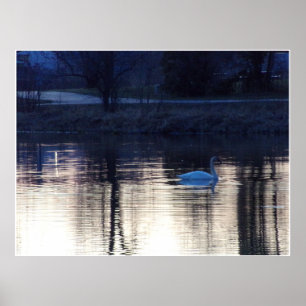 White Svan vid Dusk Poster