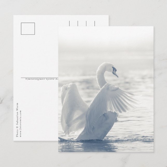 White Svan Wildlife Photo Vykort (Fram/baksida)