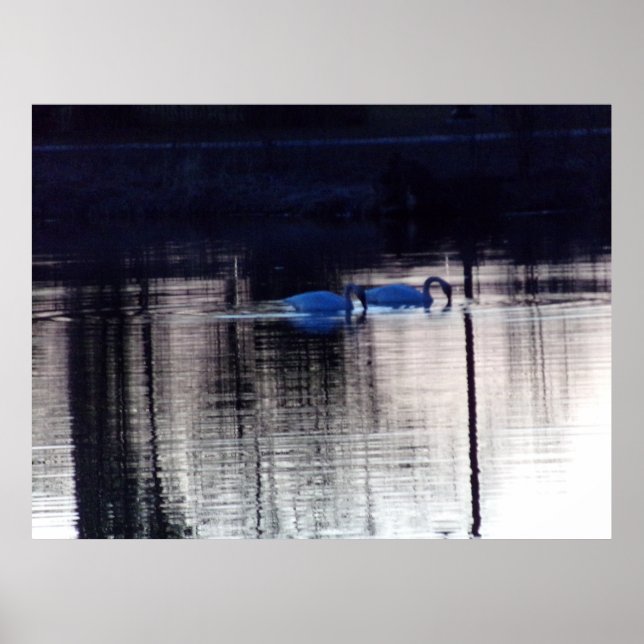 White Svanar vid Dusk Poster (Framsidan)