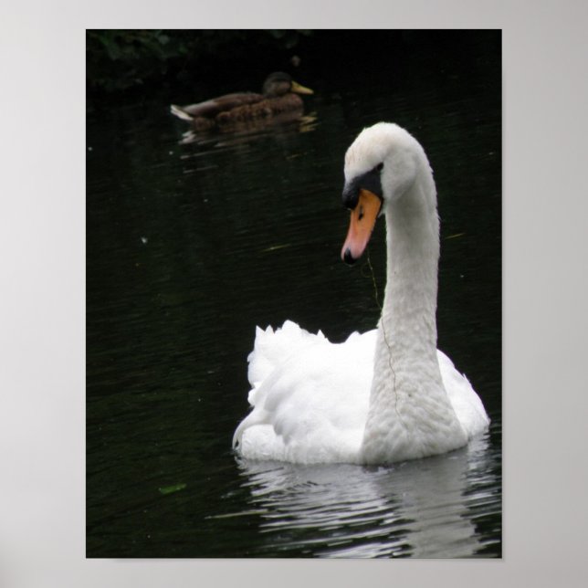 White Swan Affisch (Framsidan)