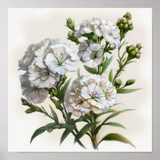 White Sweet William Flower Art Print Poster (Framsidan)