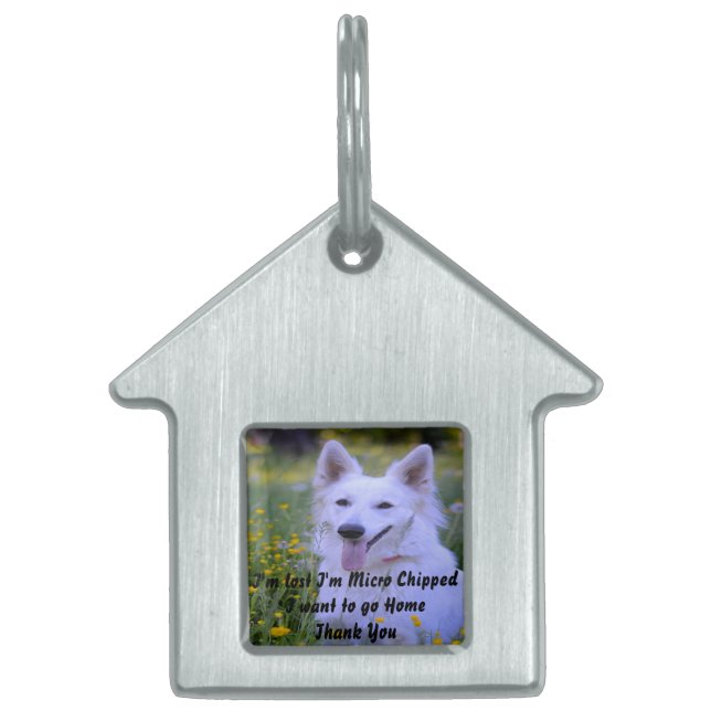 White Swiss Shepherd Hund. ID-bricka Husdjur (Framsidan)