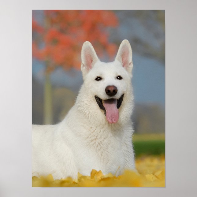 White Swiss Shepherd Hund Photo, Cute Hårig Friend Poster (Framsidan)