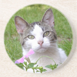 White Tabby katt och Rosa Petunia Underlägg Sandsten
