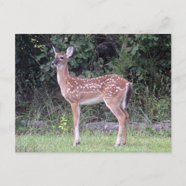 White tailed fawn Postcard Vykort (Framsida)