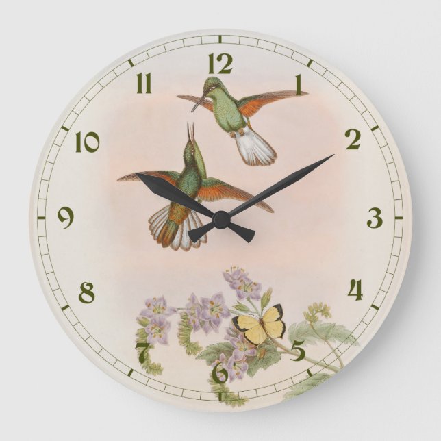 White-tailed Hummingbird (Eupherusa poliocerca) Stor Klocka (Framsida)