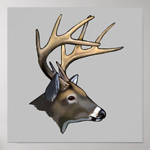 White-Tails Bäste Buck Teckning Poster