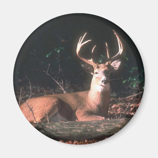 White Tails Buck Hjort Magnet (Framsidan)